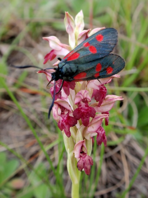 Due Zygaenidae da ID